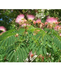 Seidenbaum - Seidenakazie 'Ombrella' -Biohort Verkaufsgeschäft 7037922 PR DE 002 AlbiziaPixabay