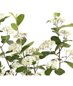 Apfelbeere, Aronia 'Aron' -Biohort Verkaufsgeschäft 7045479 PR DE 001 AroniaMelanocarpaAron3LRetDehnerExpressHerzig