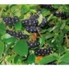 Apfelbeere, Aronia 'Viking' -Biohort Verkaufsgeschäft 7045644 BildD 001 AroniaAroniaMelanocarpaViking
