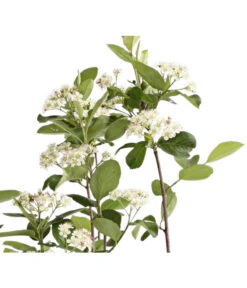 Apfelbeere, Aronia 'Viking' -Biohort Verkaufsgeschäft 7045644 PR DE 001 AroniaMelanocarpaViking3LDehnerExpressHerzig