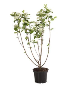 Apfelbeere, Aronia 'Viking' -Biohort Verkaufsgeschäft 7045644 PR FS 001 AroniaMelanocarpaViking3LDehnerExpressHerzig
