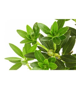 Rhododendron 'Bloombux®' -Biohort Verkaufsgeschäft 7077704 PR DE 001 RhododendronBloombux2LDehnerExpressHerzig