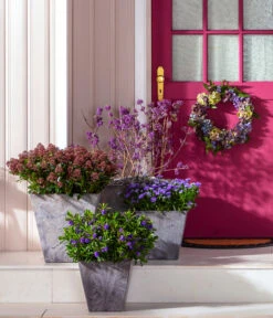 Liebesperlenstrauch 'Profusion' -Biohort Verkaufsgeschäft 7084478 7084460 WE MO 001 Liebesperlenstrauch TopfElla