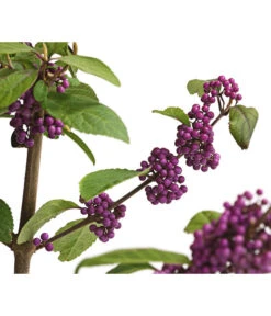 Liebesperlenstrauch 'Profusion' -Biohort Verkaufsgeschäft 7084478 WE DE 006 CallicarpaSchoenfruchtBodinieriProfusion3L