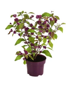 Liebesperlenstrauch 'Profusion' -Biohort Verkaufsgeschäft 7084478 WE FS 002 CallicarpaProfusionLiebesperlenstrauch