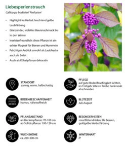 Liebesperlenstrauch 'Profusion' -Biohort Verkaufsgeschäft 7084478 WE IG 001 Liebesperlenstrauch