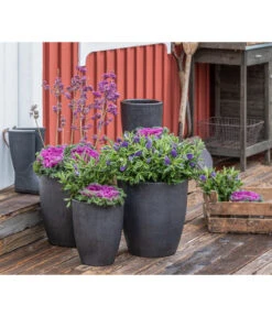 Liebesperlenstrauch 'Profusion' -Biohort Verkaufsgeschäft 7084478 WE MO 001 Ciebesperlenstrauchallicarpa3L