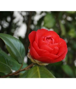 Kamelie, Rot -Biohort Verkaufsgeschäft 7086549 WE DE 002 CamelliaJaponicaKamelieRot Pixabay