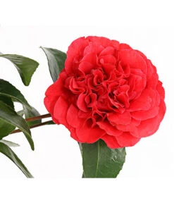 Kamelie, Rot -Biohort Verkaufsgeschäft 7086671 WE DE 001 CamelliaKamelieJaponicaRot11CDehnerExpressHerzig