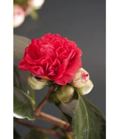 Kamelie, Rot -Biohort Verkaufsgeschäft 7086671 WE DE 001 CamelliaRotDreamstimeAllgreen
