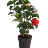 Kamelie, Rot 2 Kamelie, Rot -Biohort Verkaufsgeschäft 7086671 WE FS 001 CamelliaKamelieJaponicaRot11CDehnerExpressHerzig