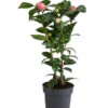 Japanische Kamelie, Verschiedene Sorten -Biohort Verkaufsgeschäft 7088115 WE FS 001 CamelliaJaponicaNucciosCameoKamelieT15