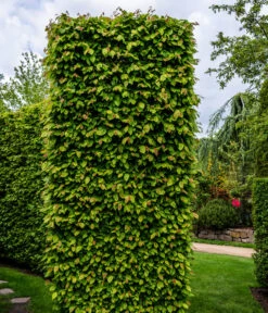 1-1,5 Meter Hainbuche, 5 X Ca. 50-60 Cm -Biohort Verkaufsgeschäft 7089188 WE MO Luckner Hecke CarpinusBetulusHainbuche