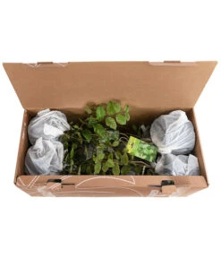 1-1,5 Meter Hainbuche, 5 X Ca. 50-60 Cm -Biohort Verkaufsgeschäft 7090632 PR FS 002 CarpinusBetulus1MeterDehnerExpressHerzig