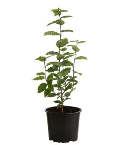 1-1,5 Meter Hainbuche, 5 X Ca. 50-60 Cm -Biohort Verkaufsgeschäft 7090632 PR FS 003 CarpinusBetulus1MeterDehnerExpressHerzig