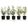 1-1,5 Meter Hainbuche, 5 X Ca. 50-60 Cm -Biohort Verkaufsgeschäft 7090632 WE FS 002 CarpinusBetulus1Meter