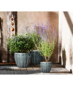 Blauraute 'Blue Spire' -Biohort Verkaufsgeschäft 7090863 7302631 WE MO 001 Blauraute Bartblume