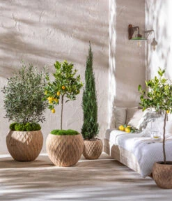 Biohort Verkaufsgeschäft -Biohort Verkaufsgeschäft 7106180 4272639 7120389 WE MO 001 OliveZypresseZitrone