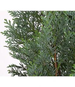 Blaue Säulen-Zypresse 'Columnaris Glauca' -Biohort Verkaufsgeschäft 7106180 WE DE 001 ChamaecyparisSaeulenzypresseColumnatisGlauca10LDehnerExpressHerzig