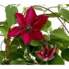 Waldrebe - Clematis, Rot, Rankhilfe -Biohort Verkaufsgeschäft 7123953 WE DE 001 ClematisRotWaldrebe3LDehnerExpressHerzig