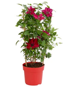 Waldrebe - Clematis, Rot, Rankhilfe -Biohort Verkaufsgeschäft 7123953 WE FS 001 ClematisRotWaldrebe3LDehnerExpressHerzig