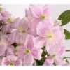 Berg-Waldrebe - Clematis 'Fragrant Spring' -Biohort Verkaufsgeschäft 7125107 WE DE 001 ClematisMontanaFragSpringWaldreben3LDehnerExpressHerzig