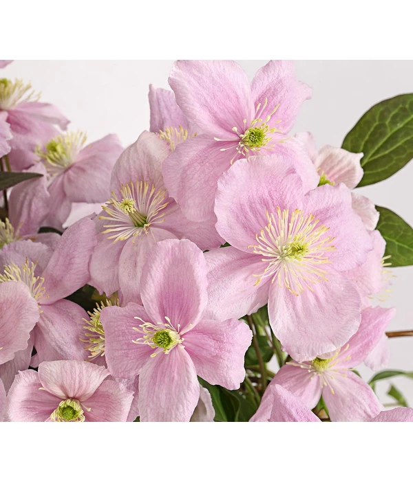 Berg-Waldrebe - Clematis 'Fragrant Spring' 3 Berg-Waldrebe - Clematis 'Fragrant Spring'