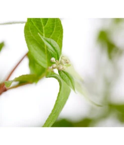 Prächtige Deutzie -Biohort Verkaufsgeschäft 7166010 WE DE 001 DeutziaMagnificaDeutzie5LDehnerExpressZS