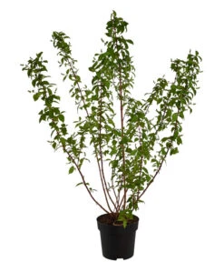 Biohort Verkaufsgeschäft -Biohort Verkaufsgeschäft 7166010 WE FS 001 DeutziaMagnificaDeutzie5L