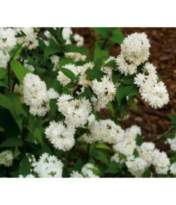 Prächtige Deutzie -Biohort Verkaufsgeschäft 7166622 WE MO 001 GrossartigeDeutziePraechtigeDeutzieDeutzMagnifica