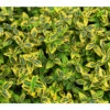 Kriech-Spindelstrauch 'Emerald'n Gold' -Biohort Verkaufsgeschäft 7176969 BildD 001 KletterSpindelstrauchEmeraldnGoldEuonFoEmeraldGold