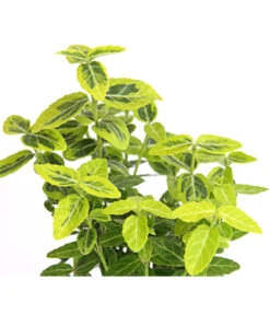 Kriech-Spindelstrauch 'Emerald'n Gold' -Biohort Verkaufsgeschäft 7176969 WE DE 003 EuonymusSpindelstrauchFortuneiEmeraldGold9CDehnerExpressHerzig