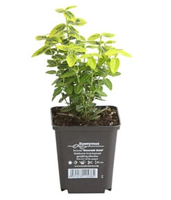 Kriech-Spindelstrauch 'Emerald'n Gold' -Biohort Verkaufsgeschäft 7176969 WE FS 003 EuonymusSpindelstrauchFortuneiEmeraldGold9CDehnerExpressHerzig