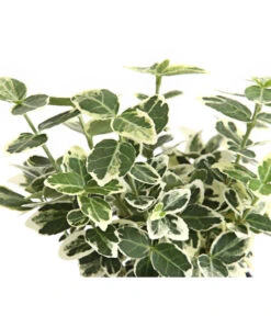 Kriech-Spindelstrauch 'Emerald Gaiety' -Biohort Verkaufsgeschäft 7177512 WE DE 003 EuonymusSpindelstrauchFortuneiEmeraldGaiety9CDehnerExpressHerzig