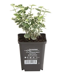 Kriech-Spindelstrauch 'Emerald Gaiety' -Biohort Verkaufsgeschäft 7177512 WE FS 003 EuonymusSpindelstrauchFortuneiEmeraldGaiety9CDehnerExpressHerzig