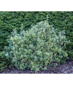 Kriech-Spindelstrauch 'Emerald Gaiety' -Biohort Verkaufsgeschäft 7177512 WE MO 003 EuonymusSpindelstrauch