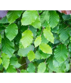 7 Meter Rotbuche, 14 X Ca. 200-225 Cm -Biohort Verkaufsgeschäft 7185077 FagusSylvaticaDetailLuckner 1