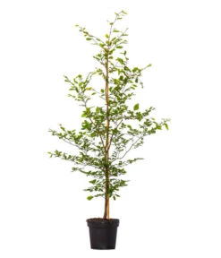 13 Meter Rotbuche, 40 X 175-200 Cm -Biohort Verkaufsgeschäft 7185093 WE FS 002 FagussylvaticaRotbuche13Meter