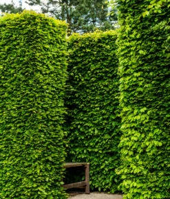 7 Meter Rotbuche, 14 X Ca. 200-225 Cm -Biohort Verkaufsgeschäft 7185093 WE MO 002 RotbucheFagusSylvatica 1