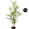 7 Meter Rotbuche, 14 X Ca. 200-225 Cm -Biohort Verkaufsgeschäft 7185119 WE FS 001 7MeterRotbucheFagusSylvatica