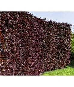 10 Meter Blutbuche ‘Purpurea‘, 50 X 100-125 Cm -Biohort Verkaufsgeschäft 7185523 WE MO 001 FagusSylvaticaPurpureaLuckner