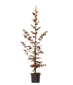 10 Meter Blutbuche ‘Purpurea‘, 50 X 100-125 Cm -Biohort Verkaufsgeschäft 7185531 WE FS 002 BlutbuchepurpureaFagusSylvatica10Meter