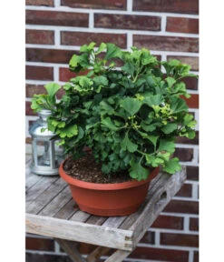 Ginkgobaum - Fächerblattbaum 'Marijke' 7 Ginkgobaum - Fächerblattbaum 'Marijke' -Biohort Verkaufsgeschäft 7196082 PR MO 001 GinkgoBilobaMarijke