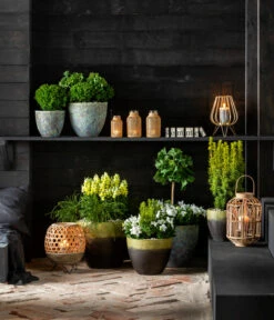 Gelbe Säuleneibe 'David' -Biohort Verkaufsgeschäft 7196199 WE MO 001 GinkgoBilobaTaxusBaccataEibeThujaTeddyLebensbaumKonifere 2021 BL13