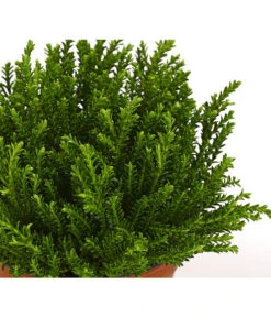 Strauchveronika 'Green Globe' -Biohort Verkaufsgeschäft 7206352 PR DE 001 HebeGreenGlobeStrauchveronikaT9DehnerExpressHerzig