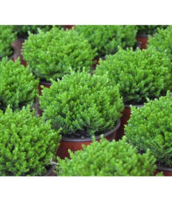 Strauchveronika 'Green Globe' -Biohort Verkaufsgeschäft 7206352 PR DE 002 HebeGreenGlobeStrauchveronikaT9DehnerExpressHerzig