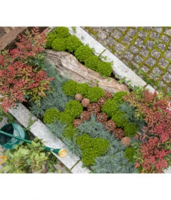 Strauchveronika 'Green Globe' -Biohort Verkaufsgeschäft 7206394 7206352 WE MO 001 StrauchveronikaHebe GC15 2022