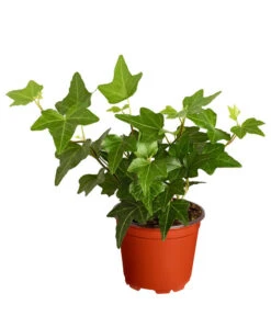 Efeu, Verschiedene Sorten -Biohort Verkaufsgeschäft 7211261 PR FS 003 HederaT9DehnerExpressZS