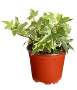 Efeu, Verschiedene Sorten -Biohort Verkaufsgeschäft 7211261 PR FS 004 HederaT9DehnerExpressZS