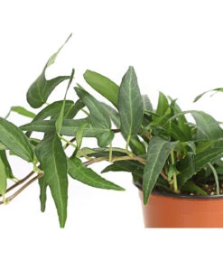 Efeu, Verschiedene Sorten -Biohort Verkaufsgeschäft 7211261 WE DE 001 HederaMixDehnerExpressHerzig